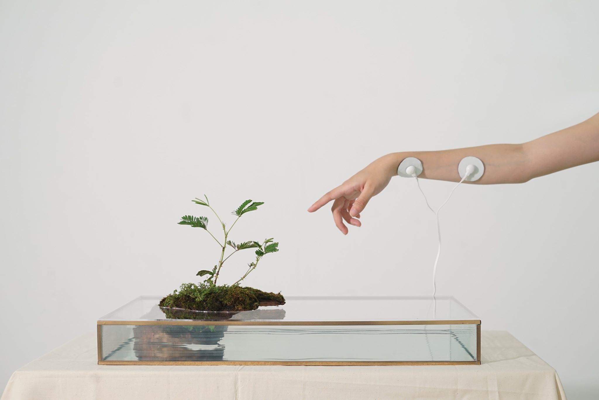 《生物訊號_共感》｜© Y2K (周巧其/胡悠揚)