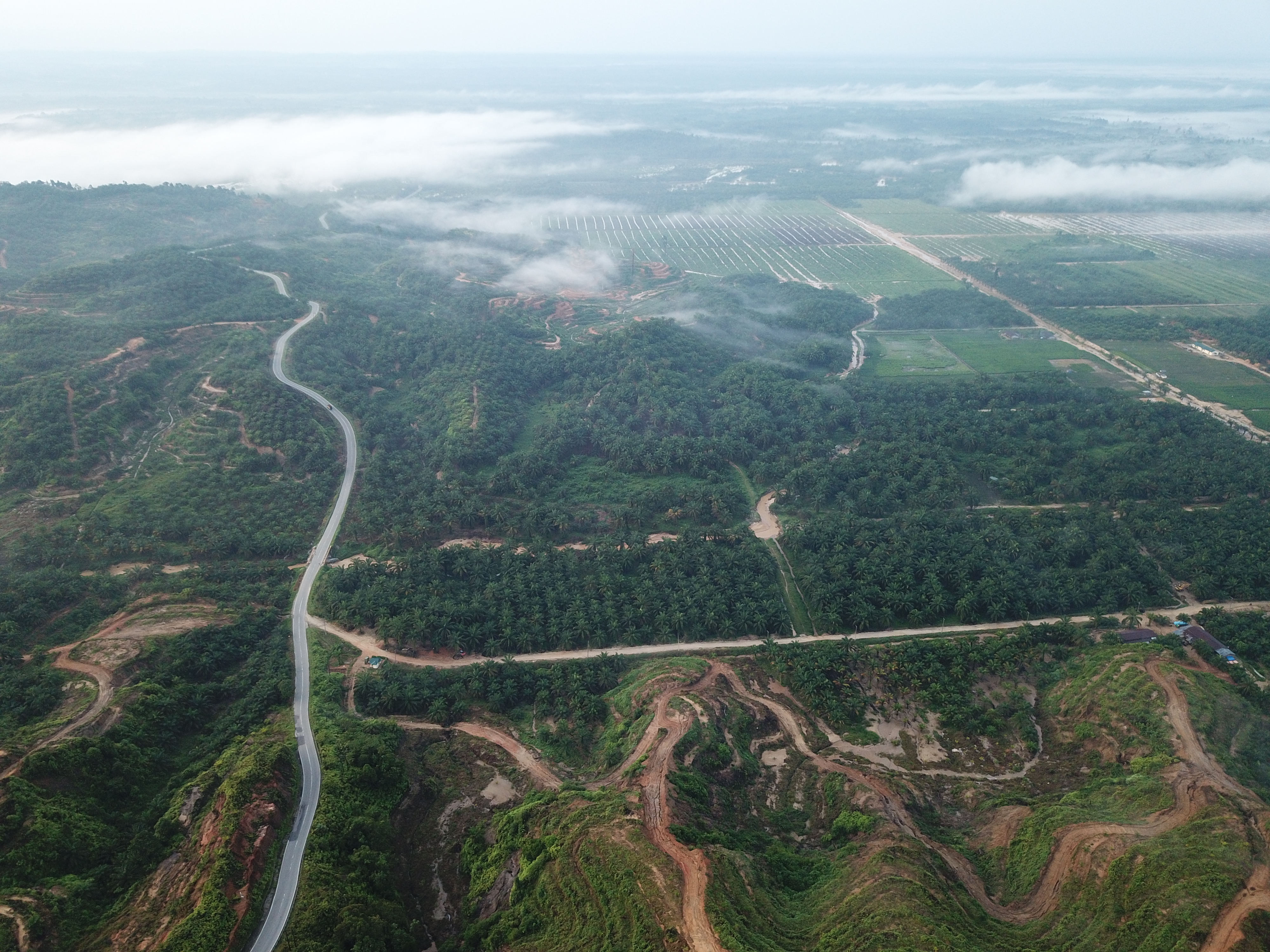 Negative impact of oil palm expansion in the Leuser Ecosystem｜©Junaidi Hanafiah/FKL