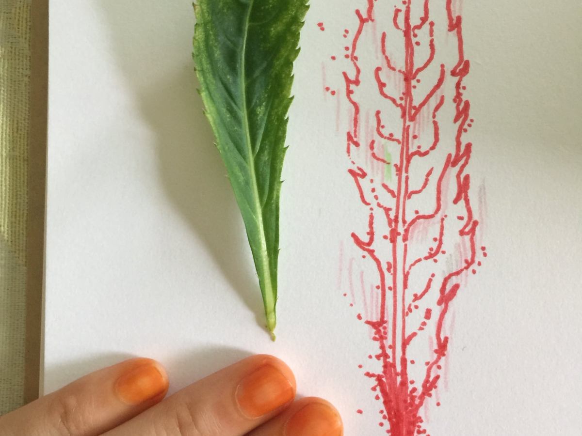 Korean women use bongsunhwa, balsam flower for dying their nails and&nbsp;makeup