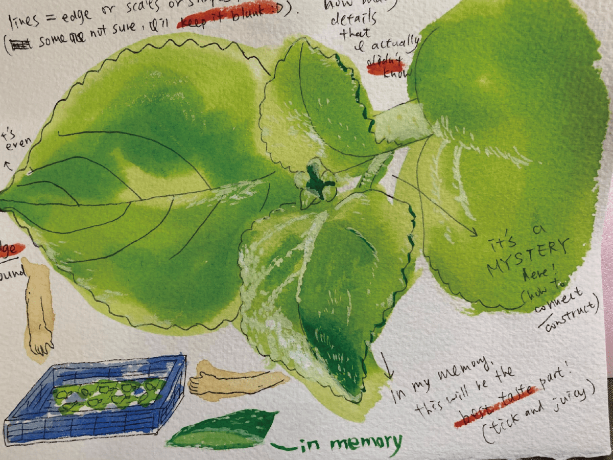 When Drawing Plants in Detailed with Different Ways of Expression, or a (happy) Note by a Participant do not Know Plants&nbsp;Well.