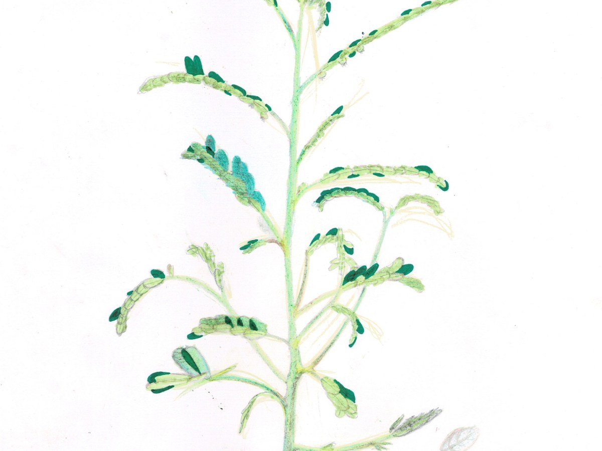 My mom boils Philippines herbal Sampaluk-sampalukan to heal&nbsp;illness